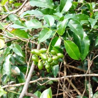 Jasminum flexile Vahl